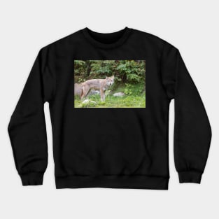 A lone Coyote in the forest Crewneck Sweatshirt